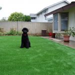 Synthetic Lawn Pet Turf Lemon Grove, Top Rated Artificial Grass Installation for Dogs