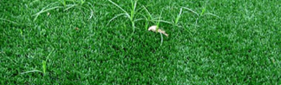 ▷Easy Ways To Prepare Your Artificial Grass Lawn For Summer Fun Lemon Grove