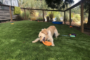 7 Dog Care Concerns And Pet-Induced Problems Solved By Artificial Grass Lemon Grove
