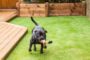 How To Protect Your Artificial Grass Lawn From Your Pets In Summer Playtime In Lemon Grove?