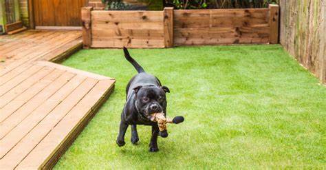 How To Protect Your Artificial Grass Lawn From Your Pets In Summer Playtime In Lemon Grove?