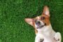 5 Reasons That Artificial Grass Is Safe For Pets In Lemon Grove