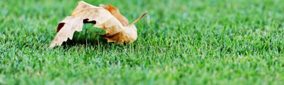 ▷5 Tips To Maintain Your Synthetic Turf In Lemon Grove